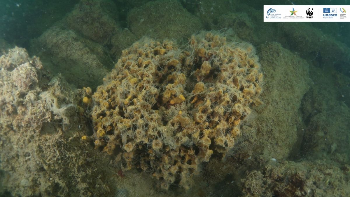 Mare Caldo Mucillagini Nellarea Marina Protetta Di Miramare E In